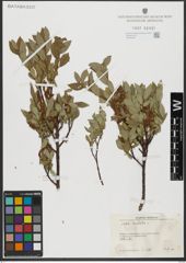 Foto von Salix hastata L.
